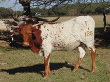Chicolena