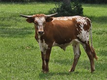 WO Chisholm Trail Dust - Steer