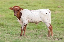 RD Claire's Little Asset Bull 2026