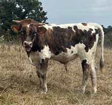 LF Coca Cola Cowboy