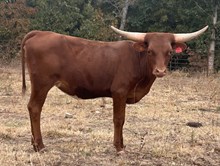 LF Coca-Cola Cowgirl