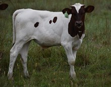 HLR NIGHT WALK 202 X COLLUDER TAG 613
