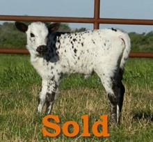 COOTER CREEK X BELLISSIMA 2H HEIFER CALF