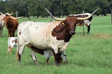Country Royal