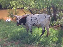 COWBOY DOUBLE BARRELL CHEX