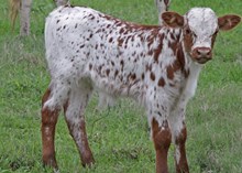 Cowboy Chex x XC Glitz bull calf