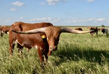 TS Cowboy Command