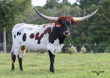 Cowboy's Precious Lady