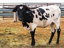 3P LEGACY'S COWGIRL
