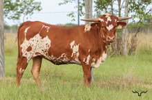 Cowgirl Matinee Heifer 2025