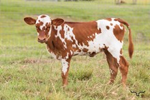 Cowgirl Matinee Heifer 2026