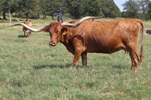 COWGIRL RED