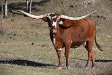 SL Cowgirls Tari
