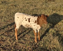CLEARLY LADY HFR Calf