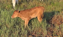 Cut n' Roses HEIFER Calf