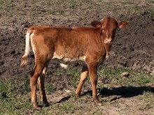 CASANOVA LUCY CDC