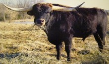 D/O COWBOY'S BANG