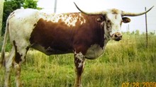 D/O COWBOY'S PASSION