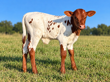Diva Bull Calf