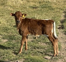 Night Queen 25 bull