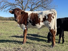 Backfired Love LV x Allen Dearest Heifer