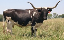 MI TIERRA D66