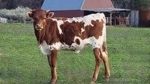 Calf 1)