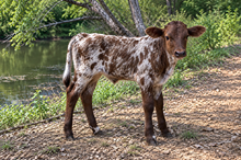 Calypso 2026 Bull Calf