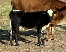 Siren Song 24 bull
