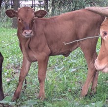HANGOVER X DARLIN HEIFER