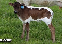 STOP ALREADY X WIN W BLISS BULL