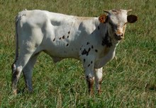 DEMO HYDRO SWEETHEART BULL