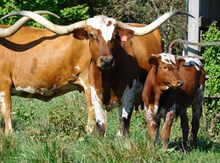 DEMO X DITTY BULL