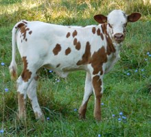 DEMO X STAR FIRE HEIFER