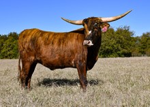 DH Brindle Beauty