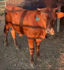 DINO - Steer
