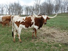 D/O COWBOY'S BRANDY