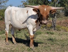 G1F TUFF REDBOY