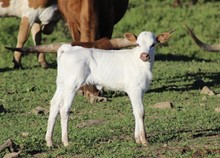 Heifer 4