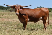 DSF RED MAIDEN
