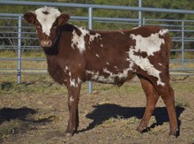 BUC-EE (Steer)