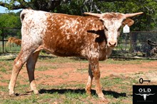 RUSTIC RAISIN CANE