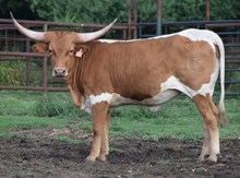 Playmate 25 Heifer