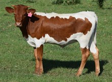 Coya 26 Heifer