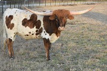 Banjo 283