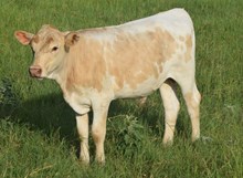 My Date 26 Bull calf