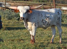 Artemis 25 heifer