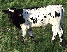 Shadeless 26 Heifer