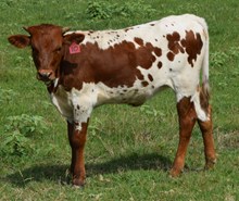 Lena 26 Heifer