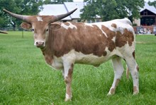 IWR Royal Mist 504